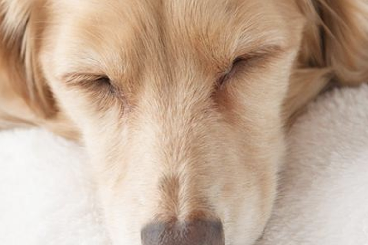 Do air purifiers work for pet allergies?